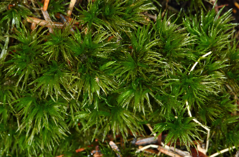 Dicranum undulatum